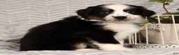 Miniature Australian Shepherd dogs for sale: Joy - Ad 8