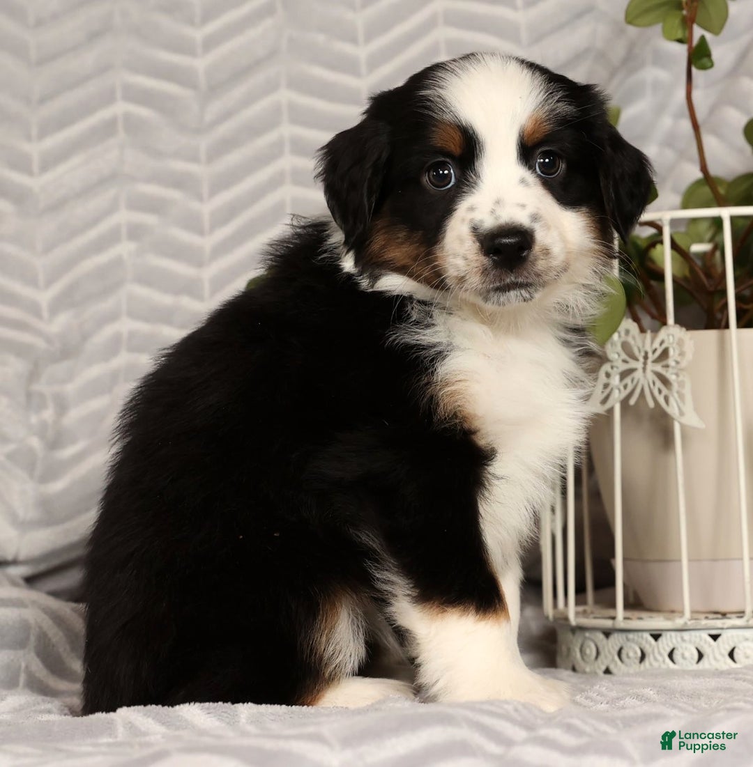Miniature Australian Shepherd dogs for sale: Joy - Ad 8