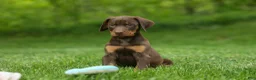 Doberman Pinscher dogs for sale:  Delilah (Red Rust)🐶 - Ad 2