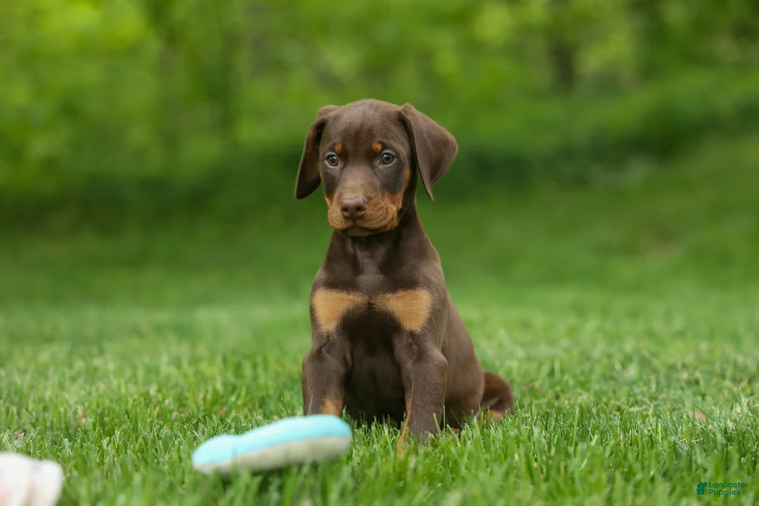 Doberman Pinscher dogs for sale:  Delilah (Red Rust)🐶 - Ad 2