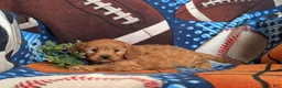 Cavapoo dogs for sale: Dillin - Ad 6