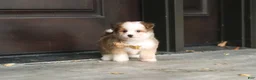 Mixed Breed dogs for sale: Scout  - Ad 9