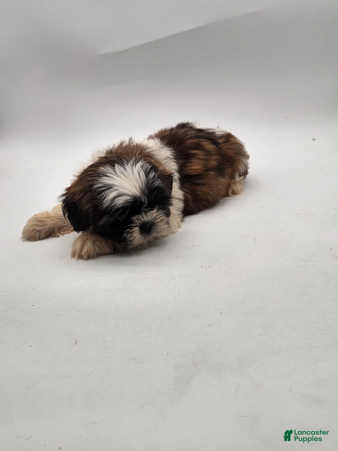 Shih Tzu dogs for sale: Shih Tzu Puppy 5 - Ad 2