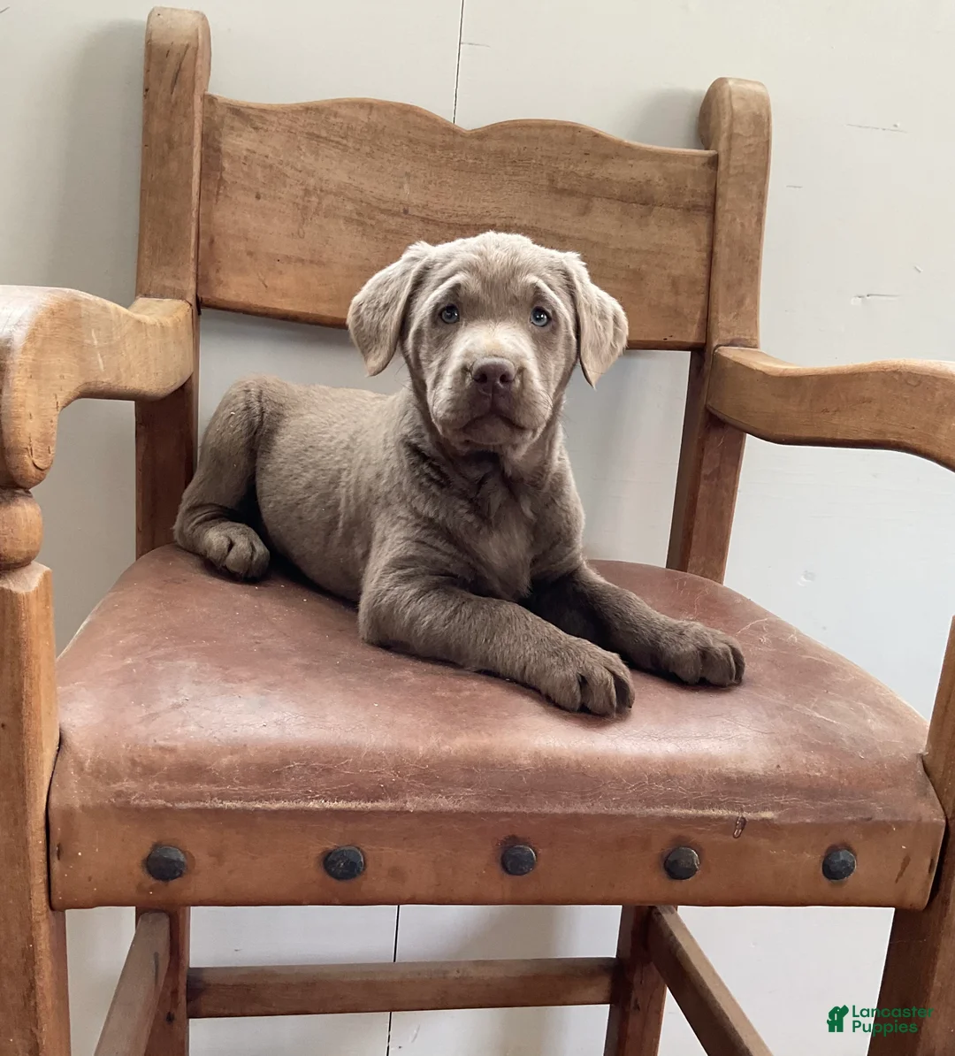 Labrador Retriever dogs for sale: Elliot - Ad 7