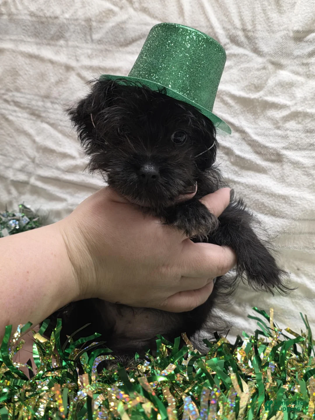 Yorkiepoo dogs for sale: Void - Ad 2