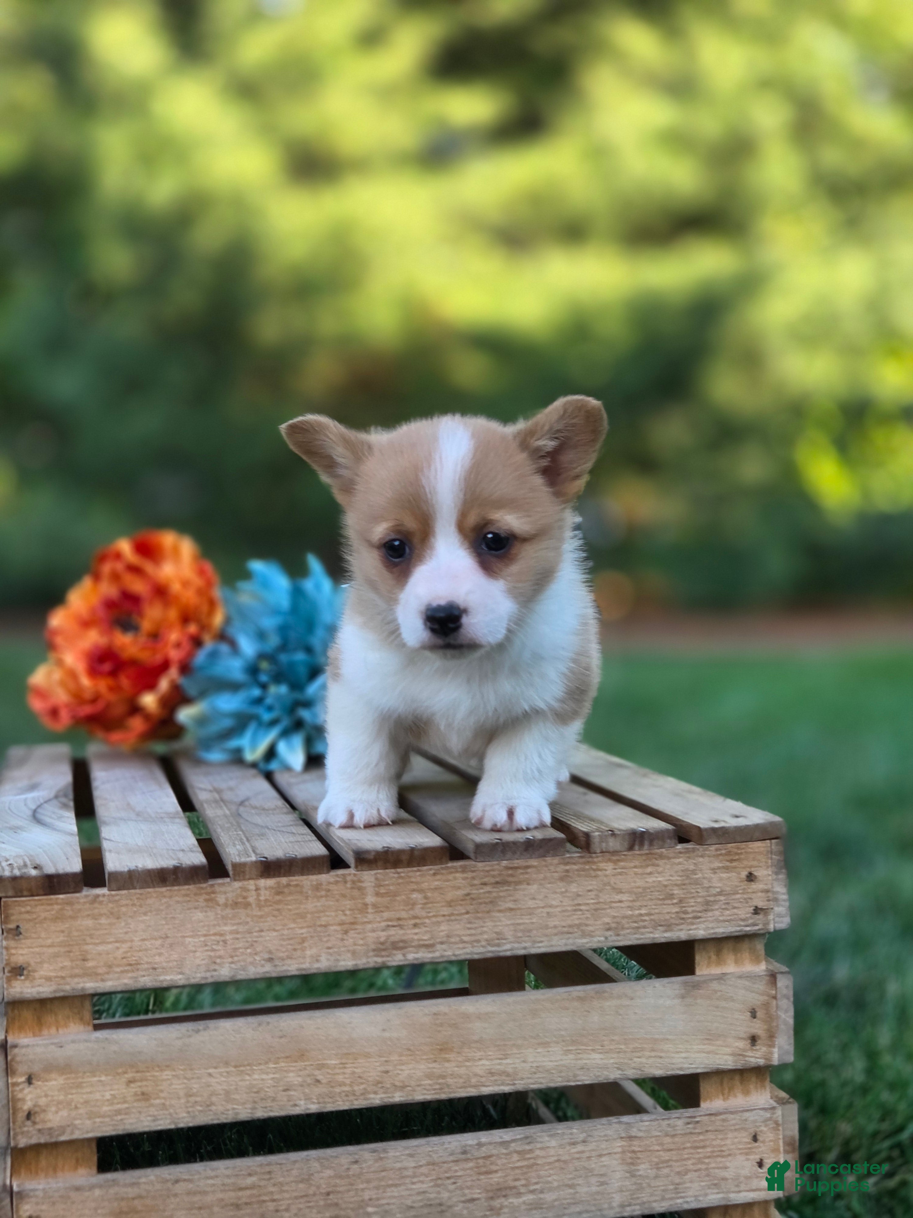 Welsh Corgi Pembroke dogs Tessi - Ad 1