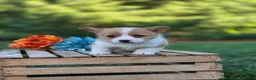 Welsh Corgi Pembroke dogs for sale: Tessi - Ad 4