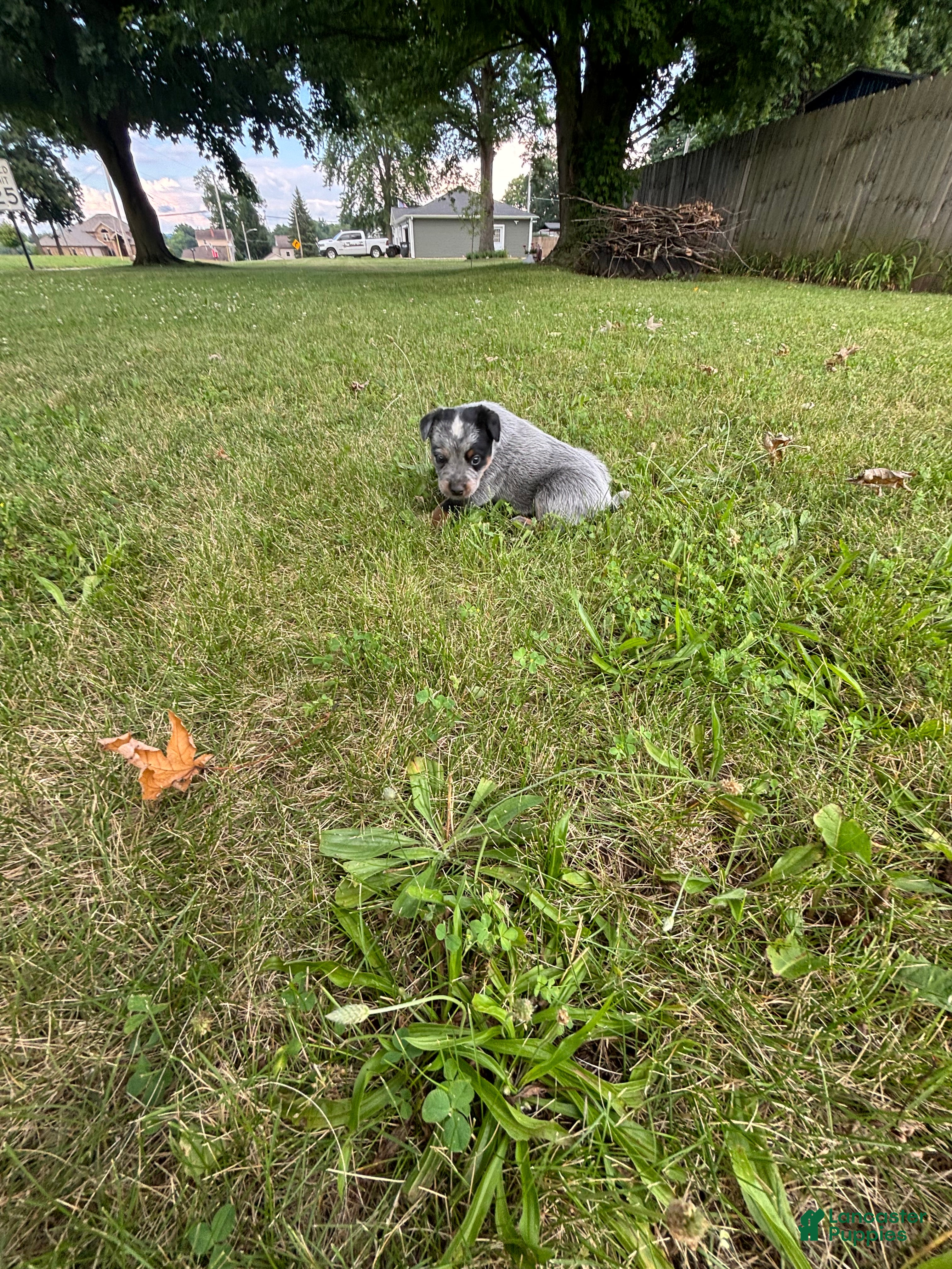Australian Cattle Dog dogs Buck - Ad 2
