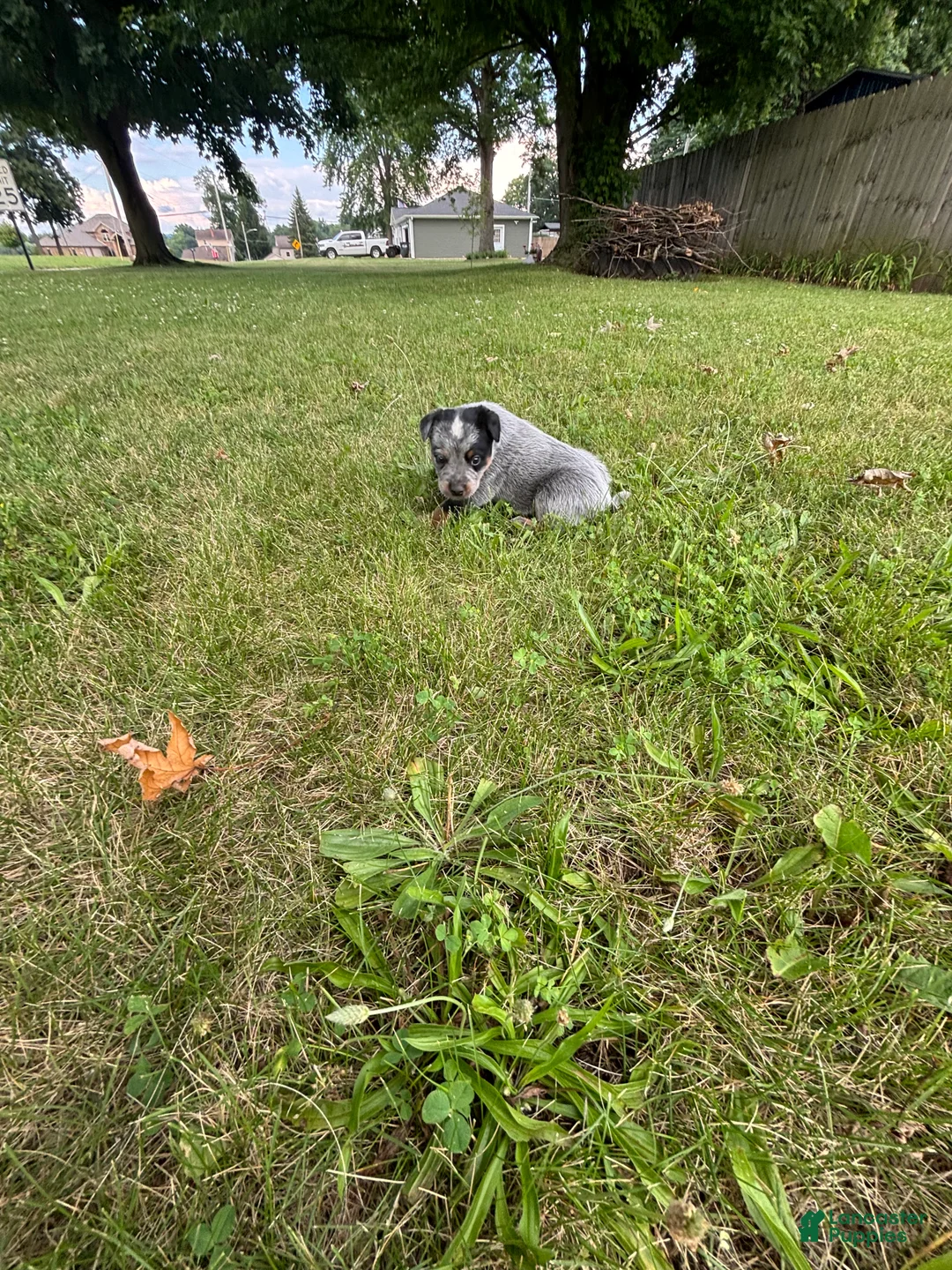 Australian Cattle Dog dogs for sale: Buck - Ad 2