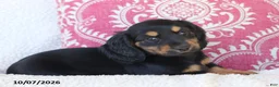Miniature Dachshund dogs for sale: Misty - Ad 5