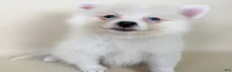Pomeranian dogs for sale: Aspen - Ad 3