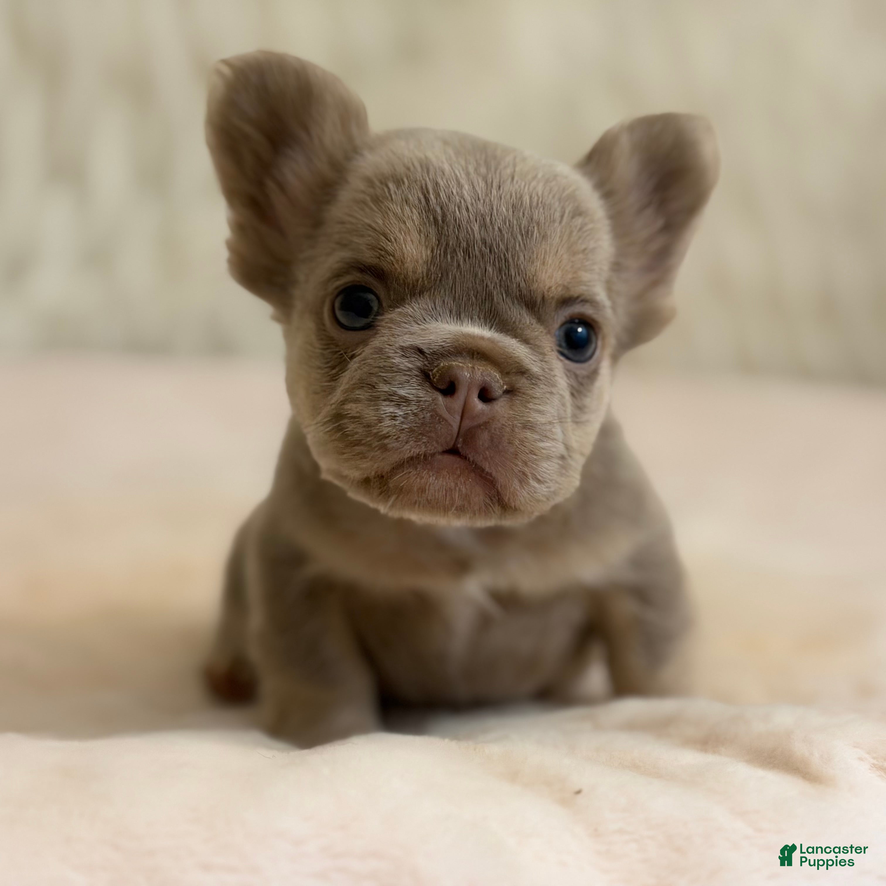 French Bulldog dogs French Bulldog Puppy 1 - Ad 1