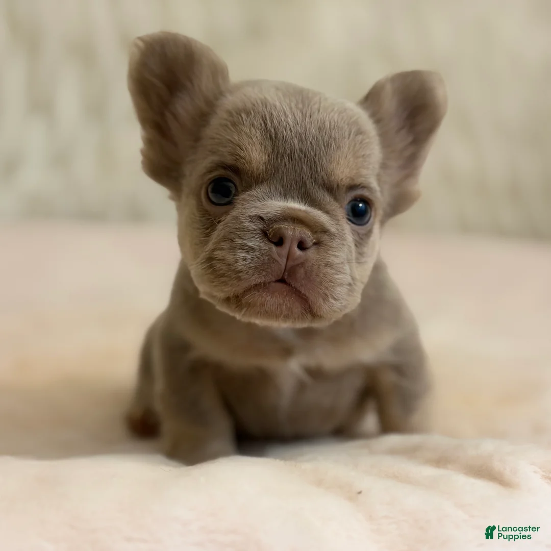 French Bulldog dogs for sale: French Bulldog Puppy 1 - Ad 1
