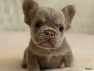 French Bulldog dogs for sale: French Bulldog Puppy 1 - Ad 3