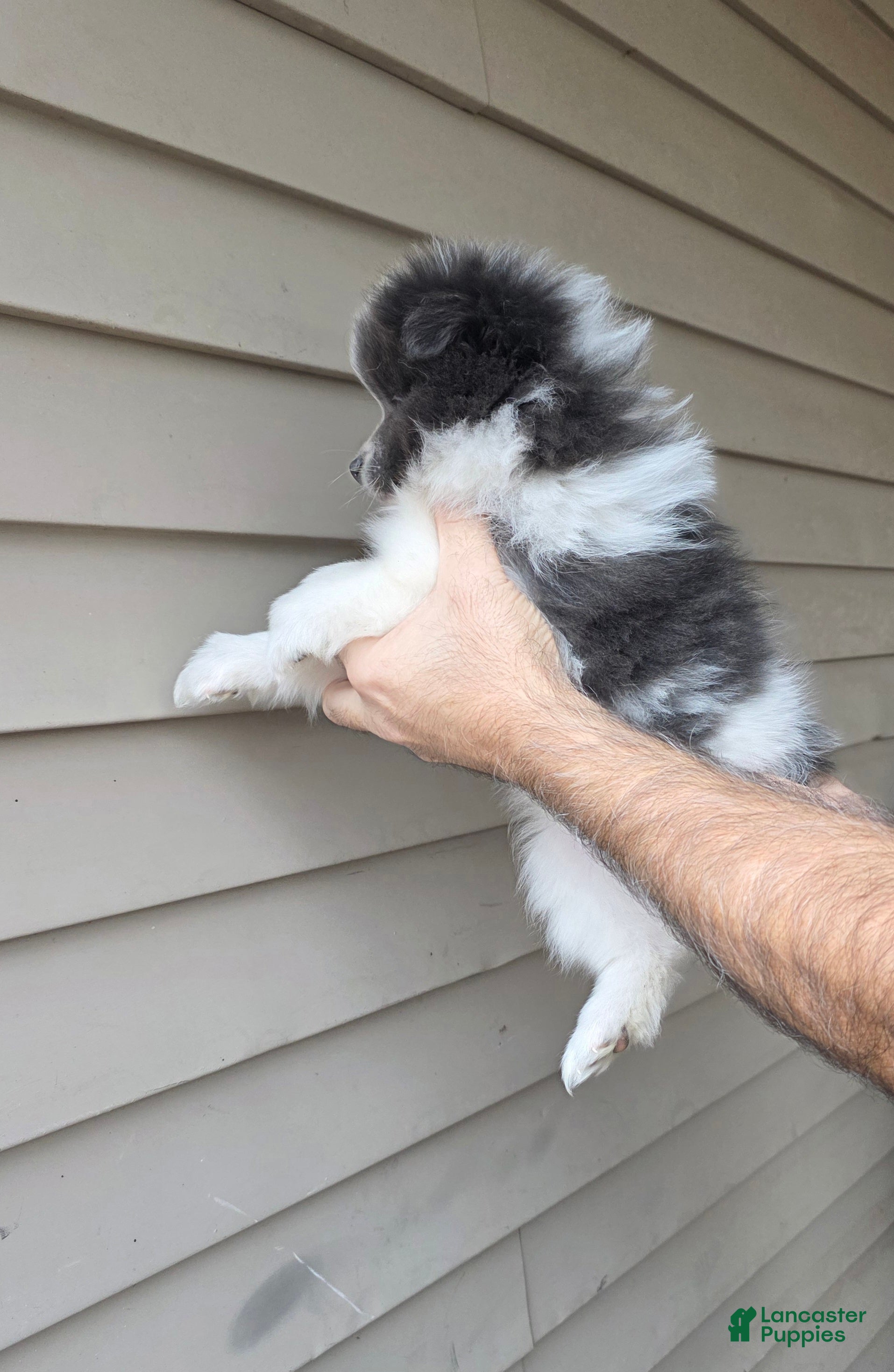 Pomeranian dogs Jack - Ad 2