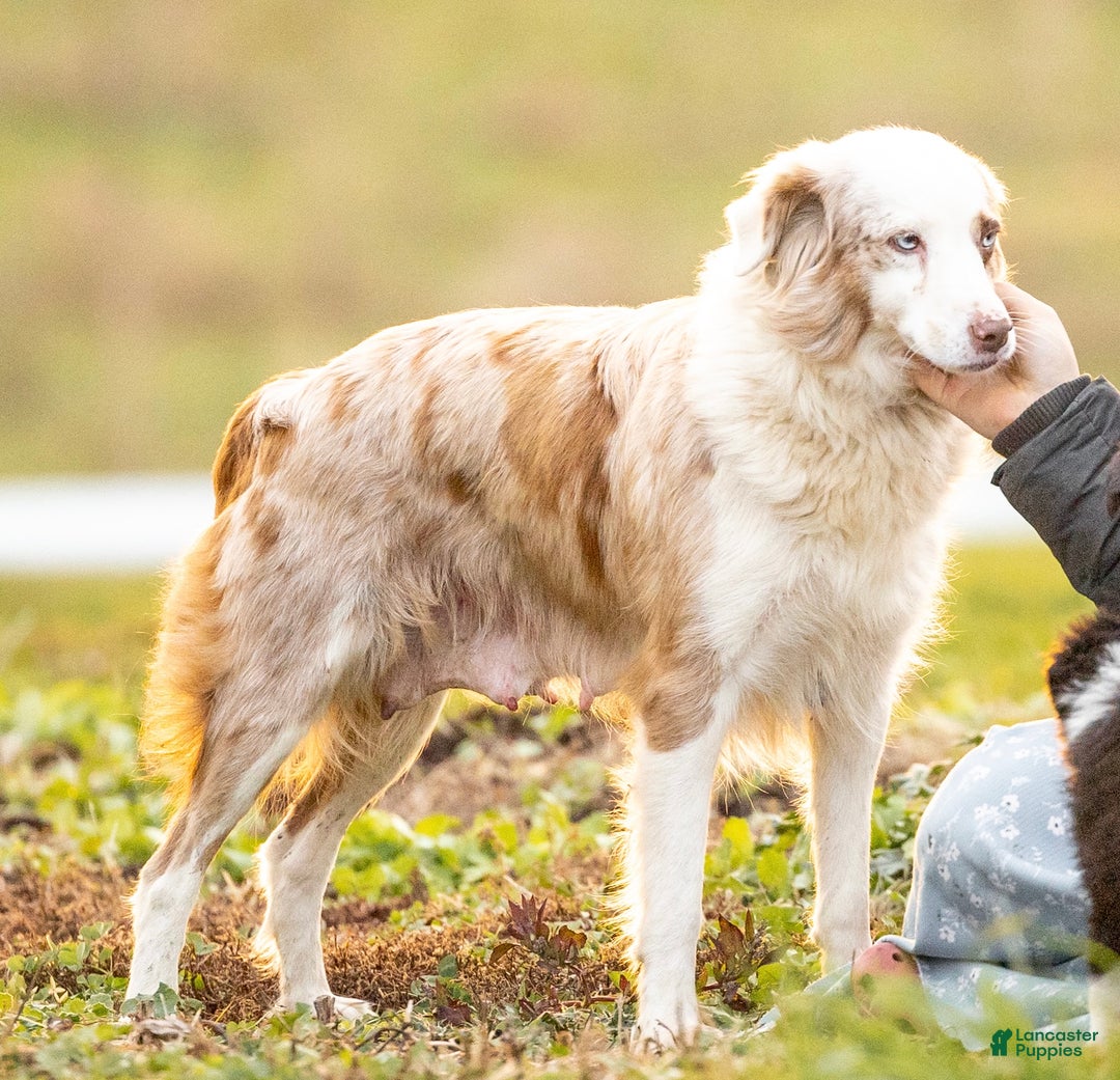 Mixed Breed dogs for sale: Cookie - Ad 2
