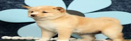 Shiba Inu dogs for sale: Kerry - Ad 9