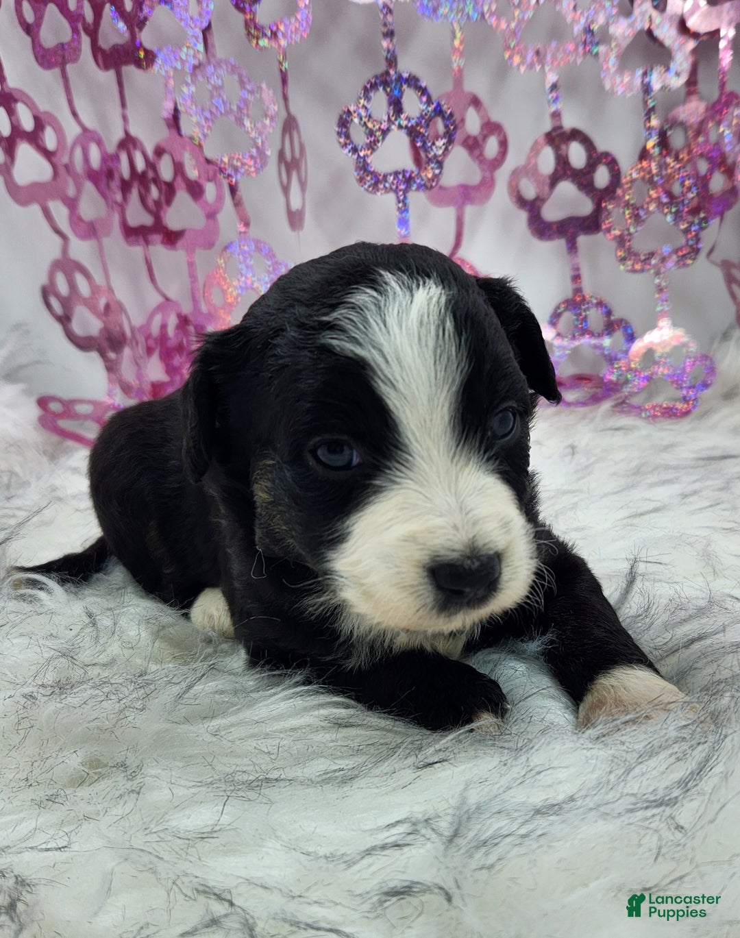 Mini Aussiedoodle dogs for sale: Mini Aussiedoodle Puppy 4 - Ad 5