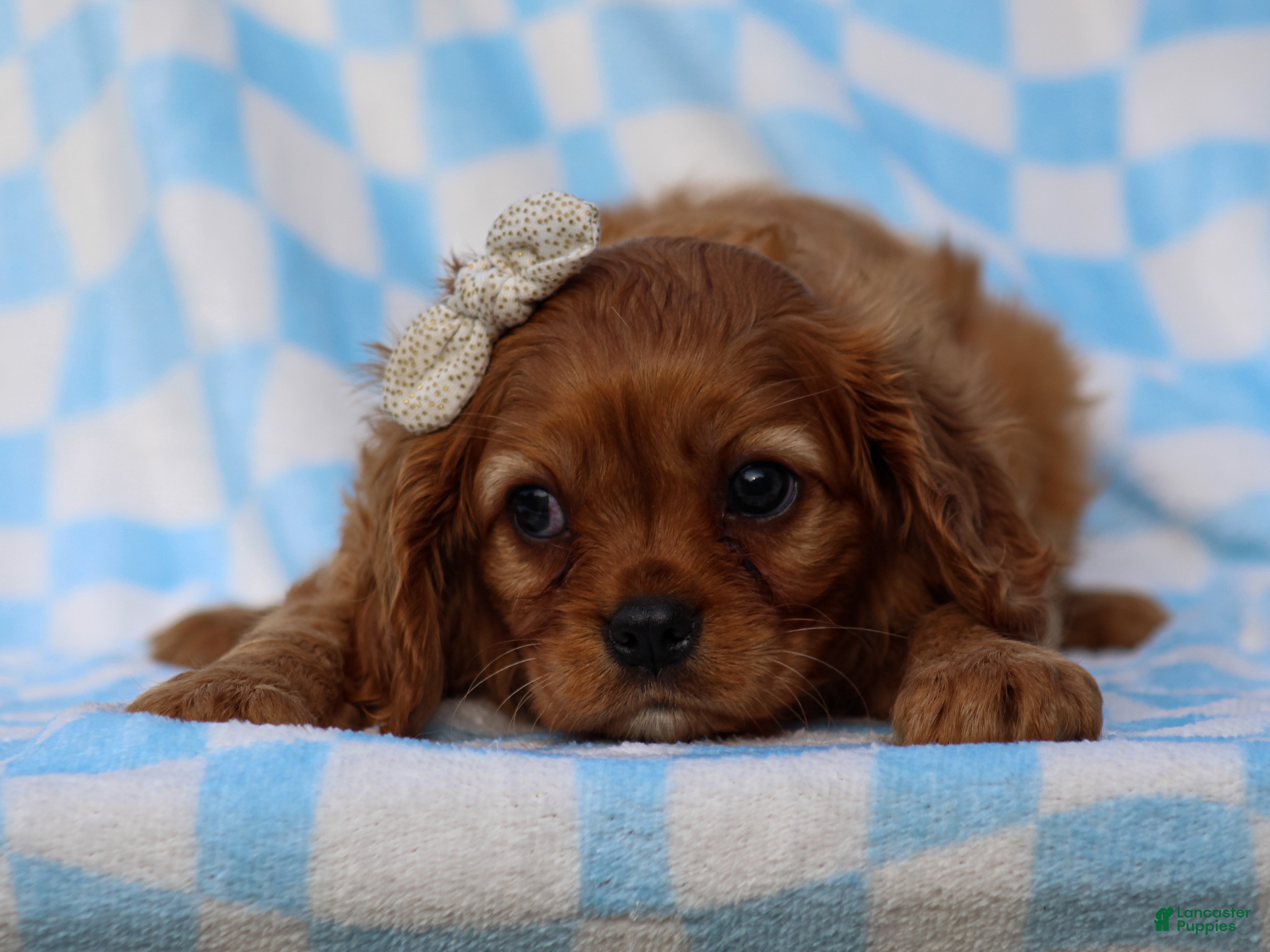 Charles Spaniels Mayfield Cavaliers Puppies For Sale Under $500 In Kentucky  Lancaster Puppies