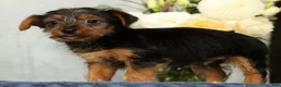Yorkshire Terrier dogs for sale: Nolan - Ad 5