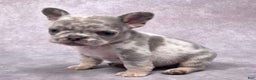 French Bulldog dogs for sale: Milo - Ad 3