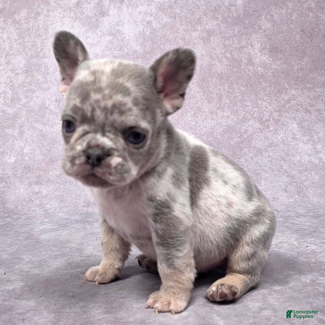 French Bulldog dogs for sale: Milo - Ad 3