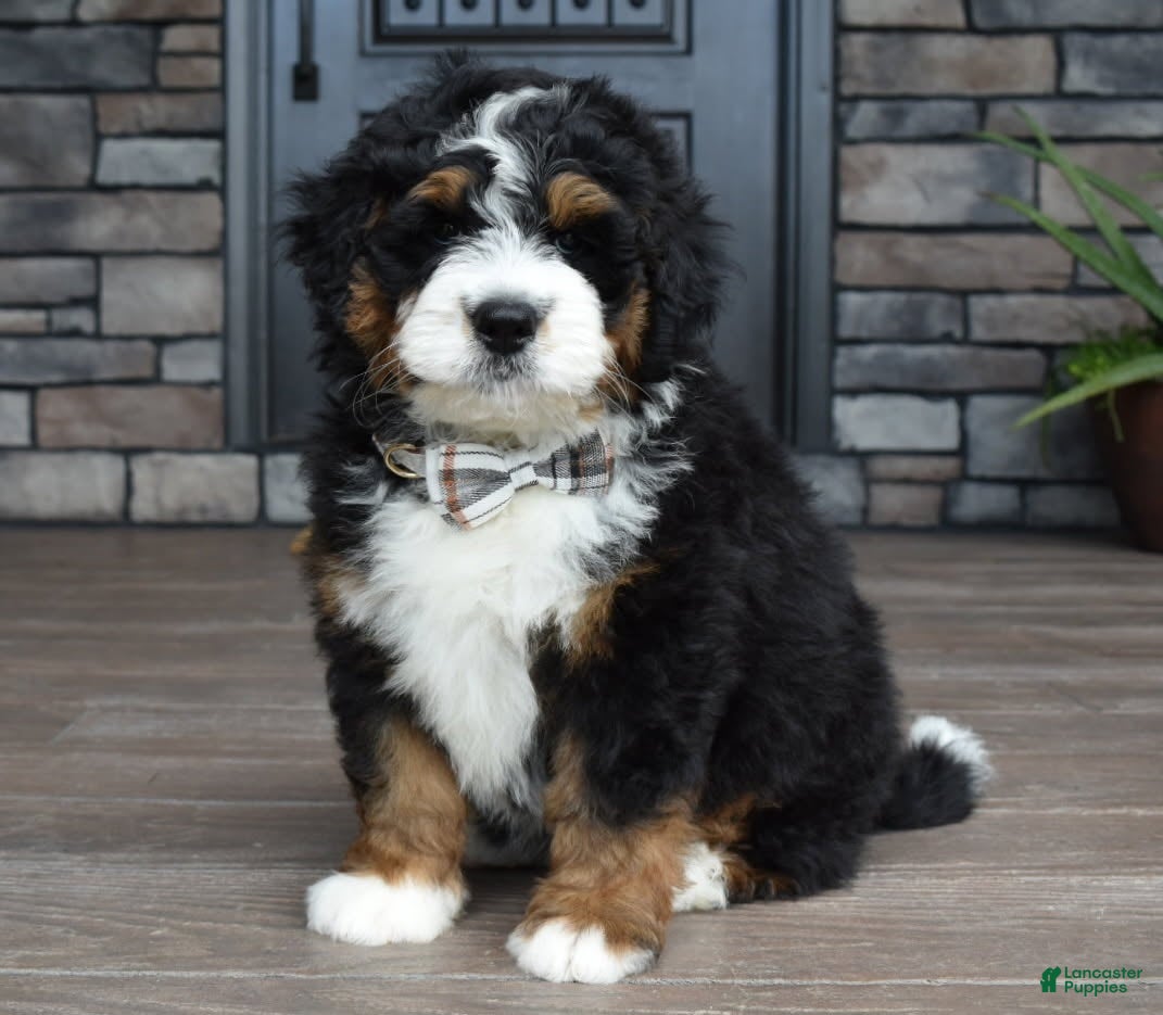 Mini Bernedoodle dogs Jett - Ad 1