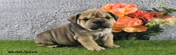 English Bulldog dogs for sale: Mitch - Ad 5