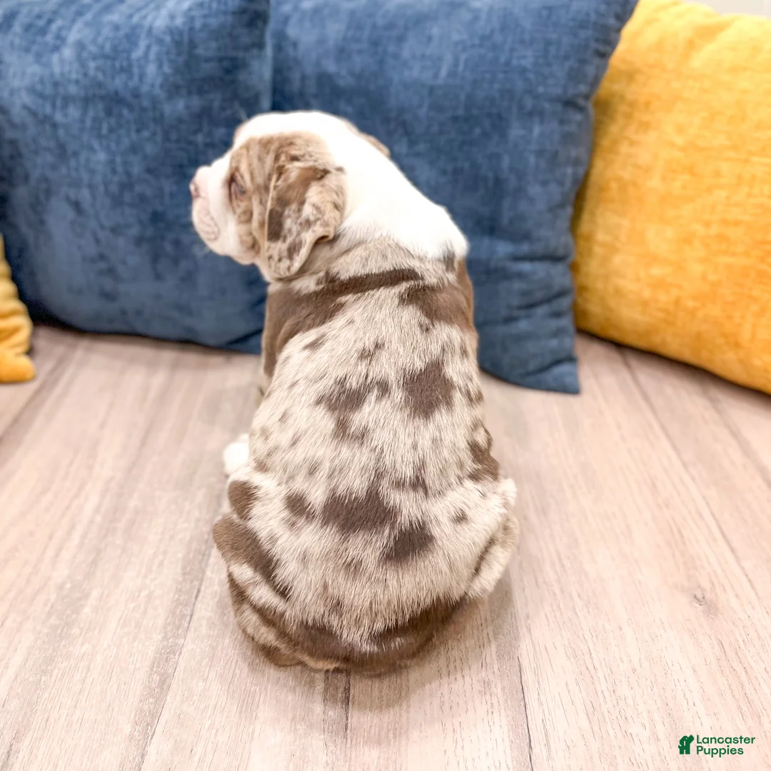 Beabull dogs for sale: Parker - Ad 5