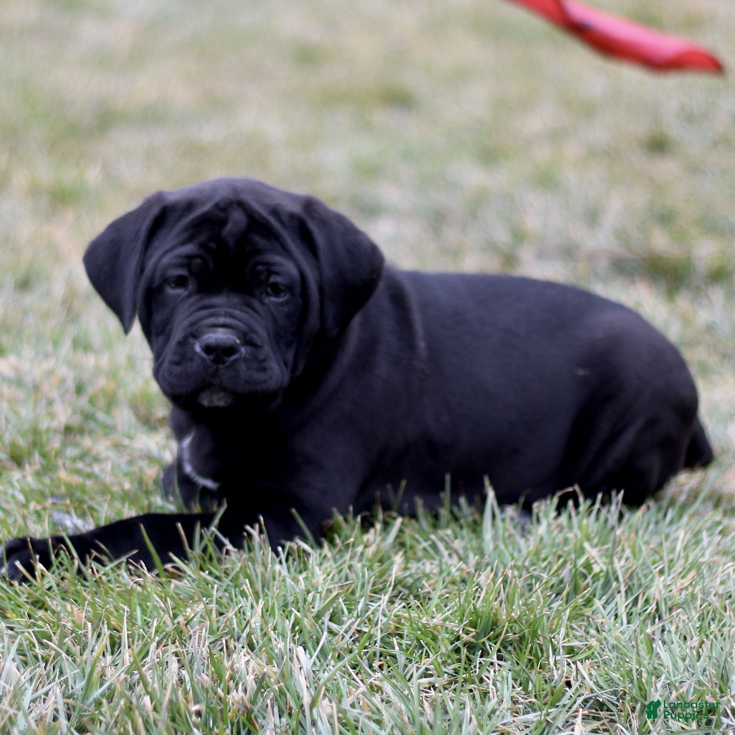 Cane Corso dogs Nix  - Ad 2