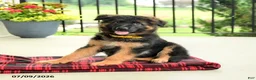 German Shepherd dogs for sale: Rosetta - Ad 5