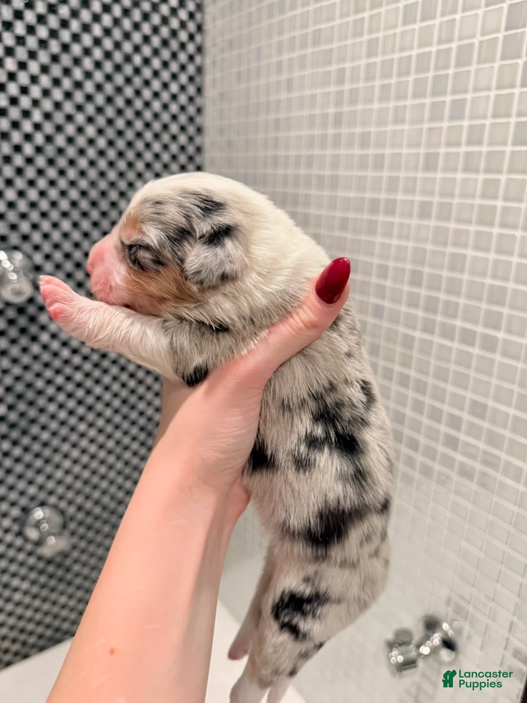 Australian Shepherd dogs for sale: Koa - Ad 2