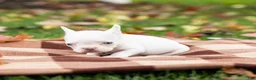 French Bulldog dogs for sale: Otis - Ad 5