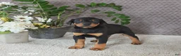 Doberman Pinscher dogs for sale: Monroe - Ad 4