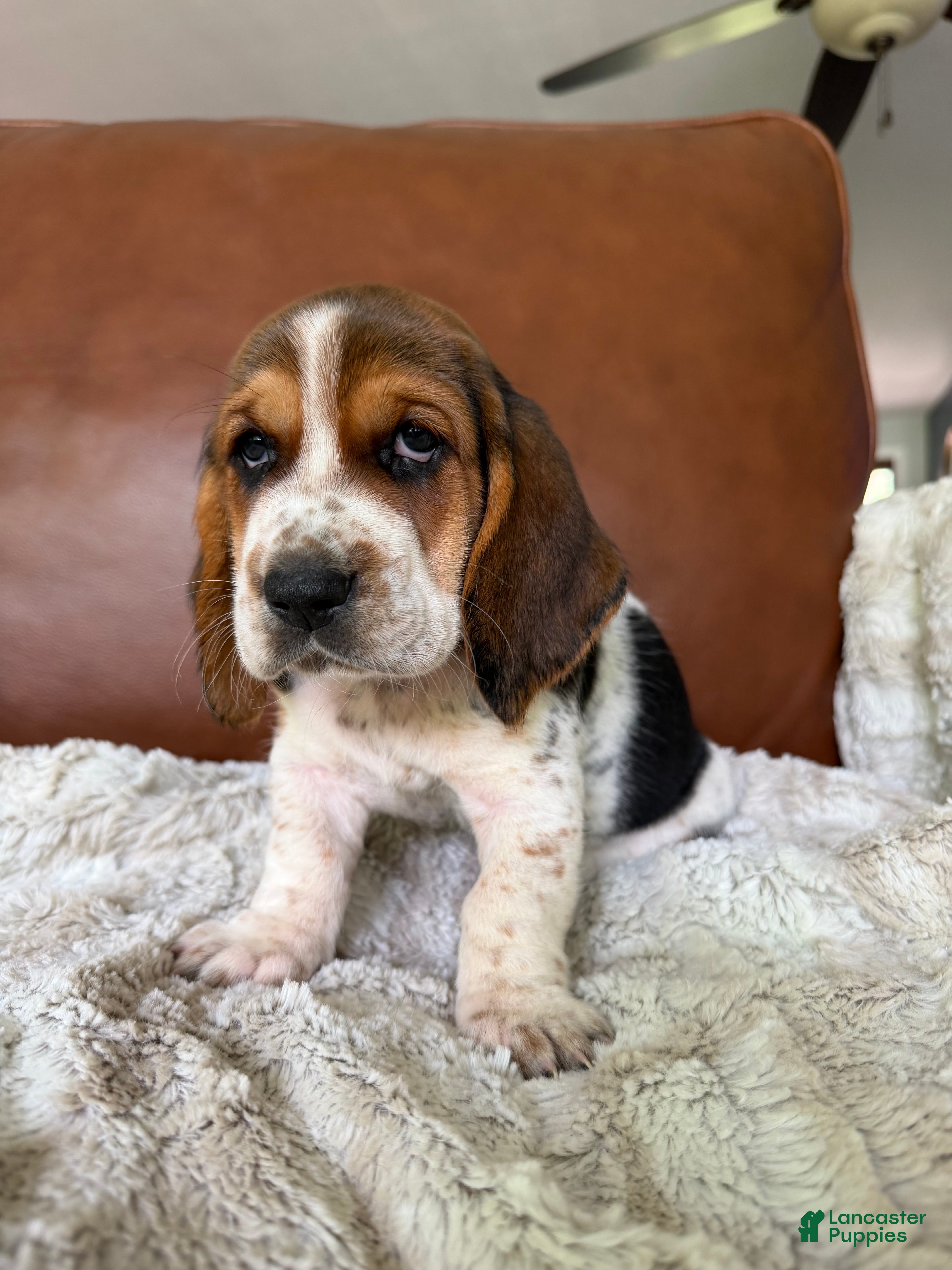 Basset Hound dogs Tooty - Ad 1