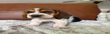 Tooty