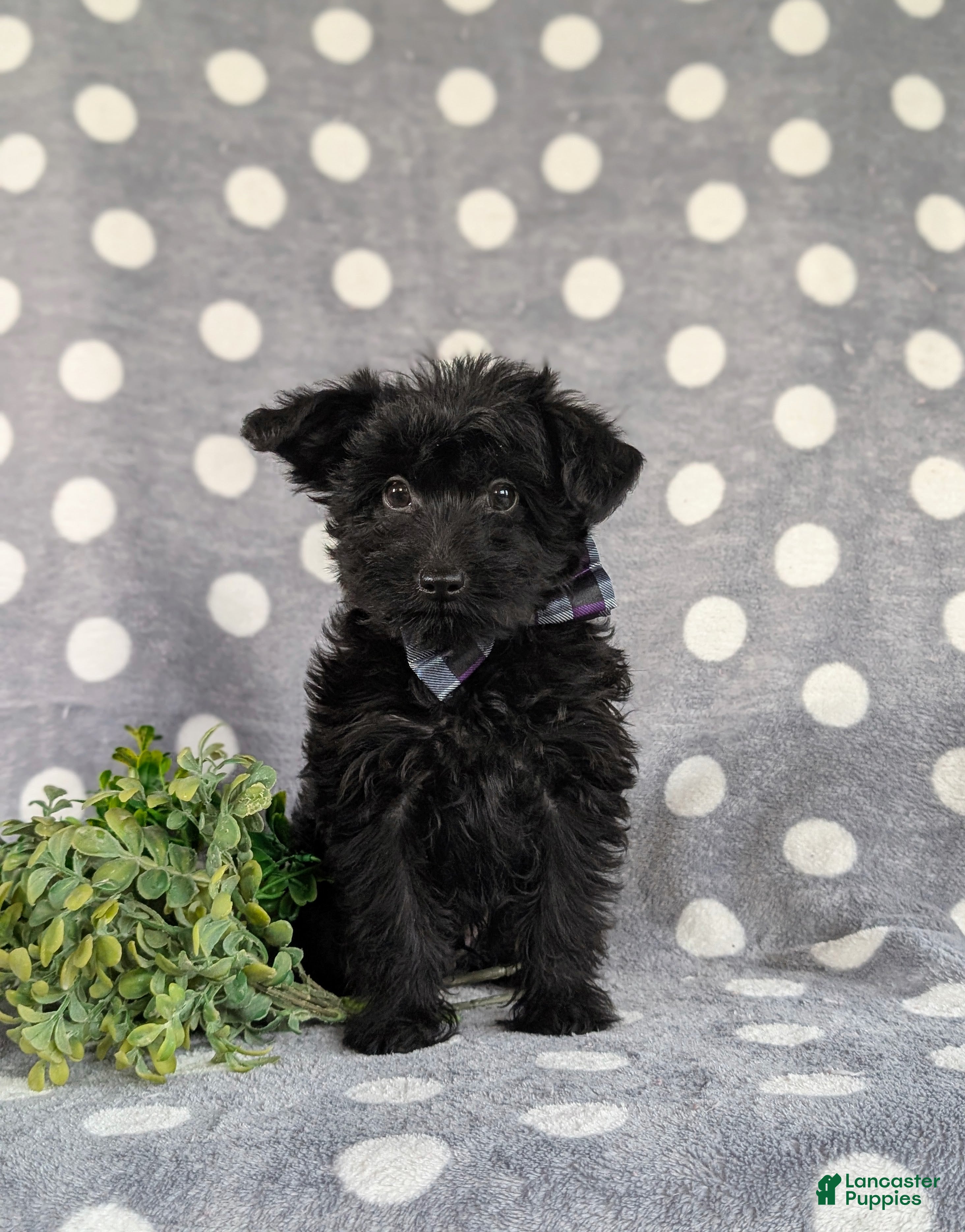 Yorkiepoo dogs Hugo 6 lbs Full Grown - Ad 2