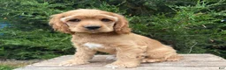 Cocker Spaniel dogs for sale: Jasper - Ad 4
