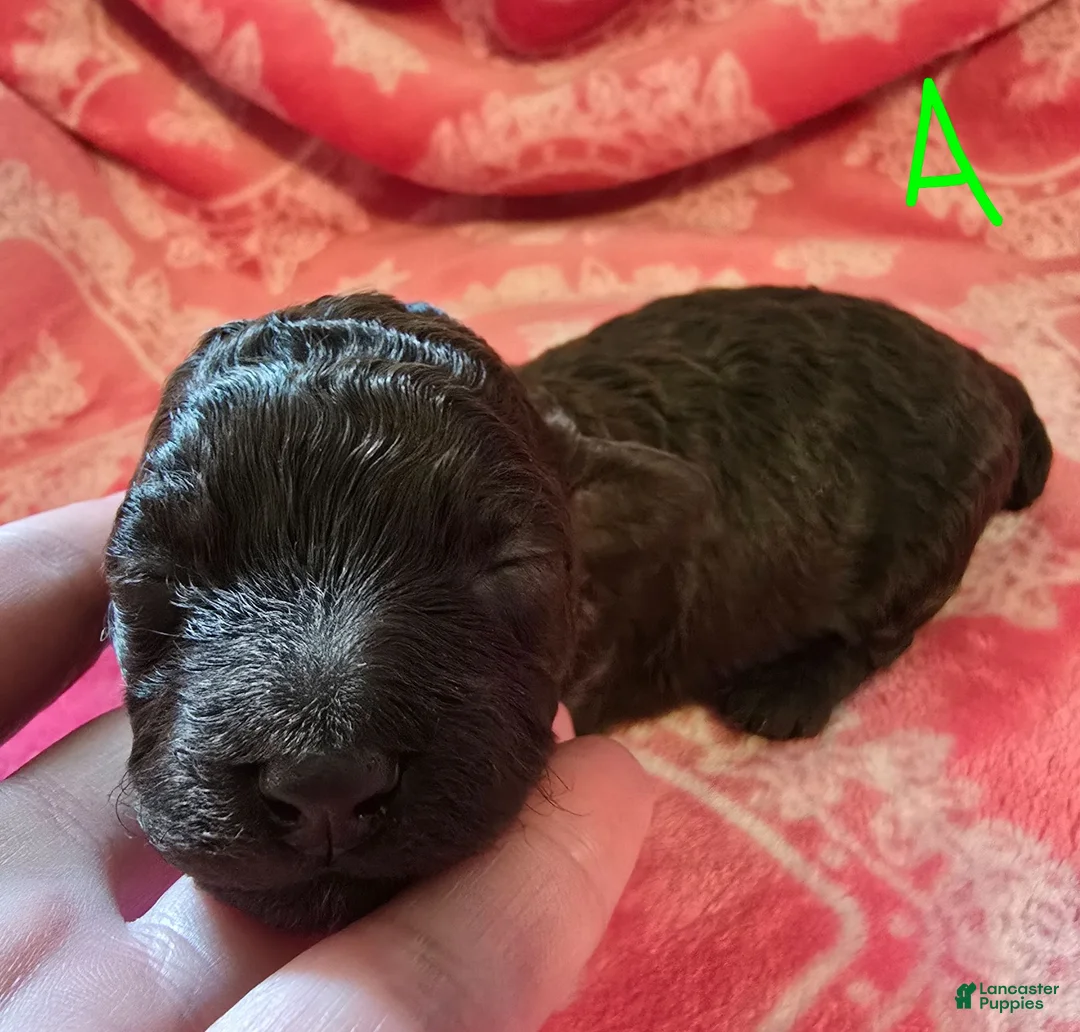 Toy Poodle dogs for sale: Toy Poodle 1 - Ad 14