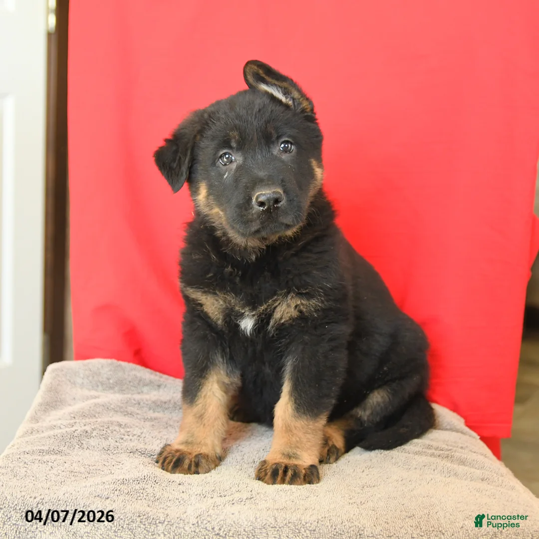 German Shepherd dogs for sale: Marco - Ad 2