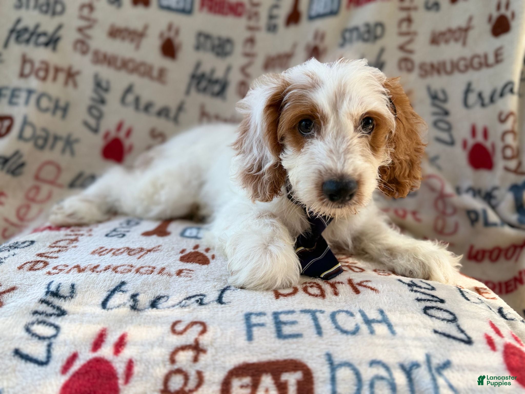 Cockapoo dogs Tony - Ad 10