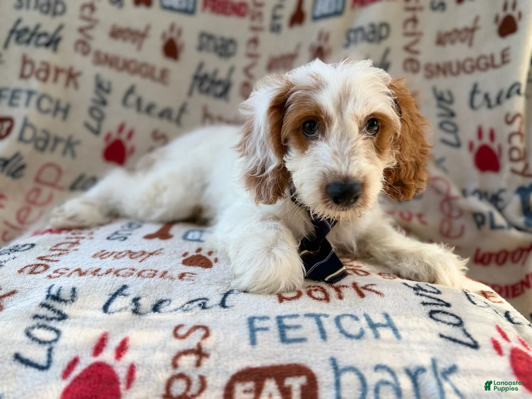 Cockapoo dogs for sale: Tony - Ad 1