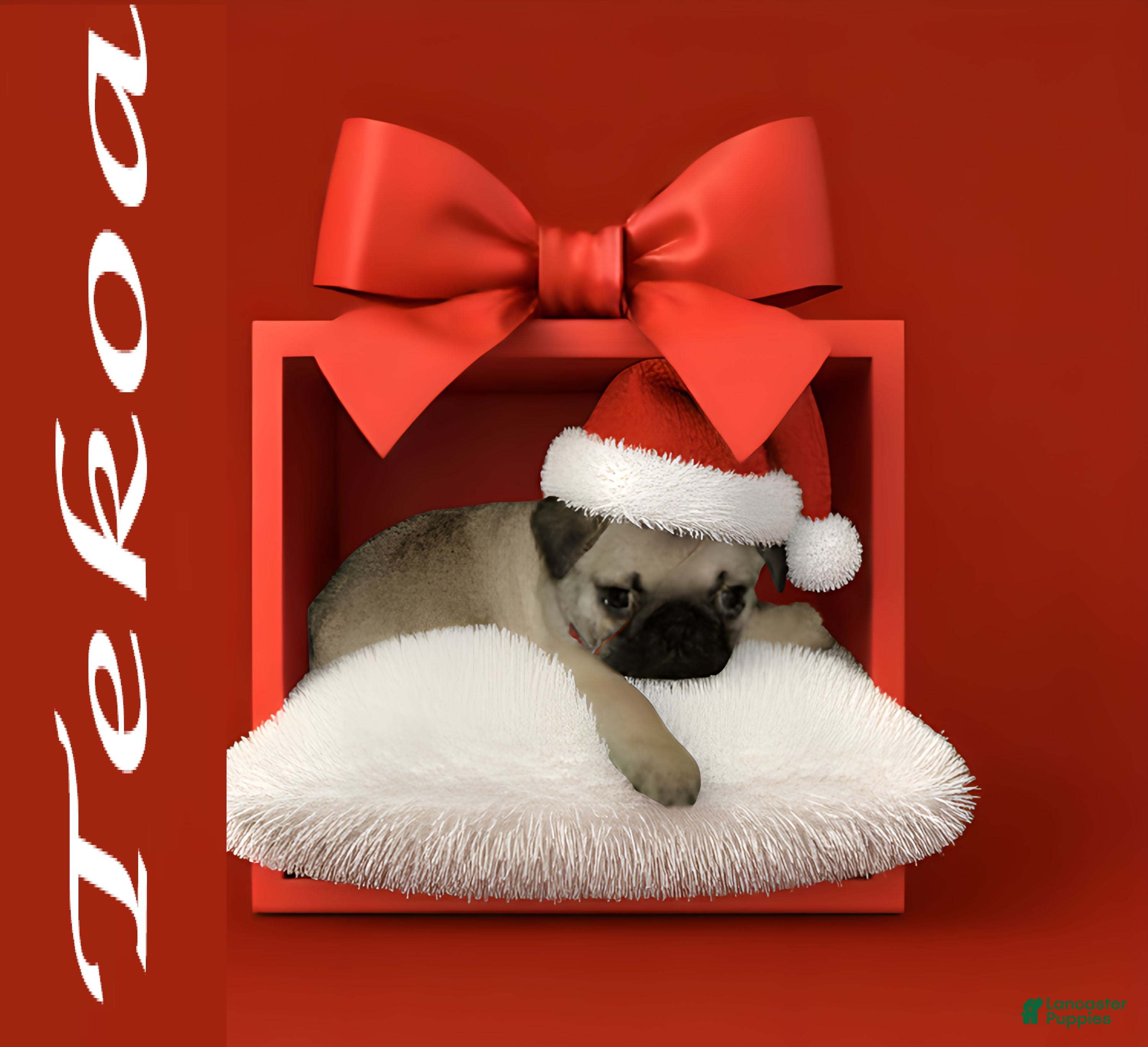 Pug dogs Tekoa - Ad 4