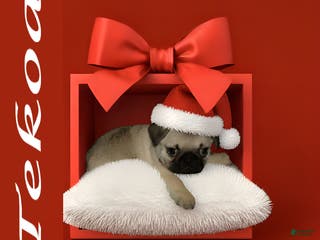 Pug dogs Tekoa - Ad 4