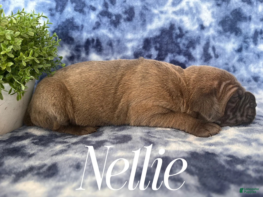 Cane Corso dogs for sale: Nikki - Ad 17