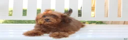 Shihpoo dogs for sale: LuLu - Ad 7