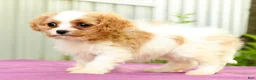 Cavapoo dogs for sale: Roxie - Ad 3