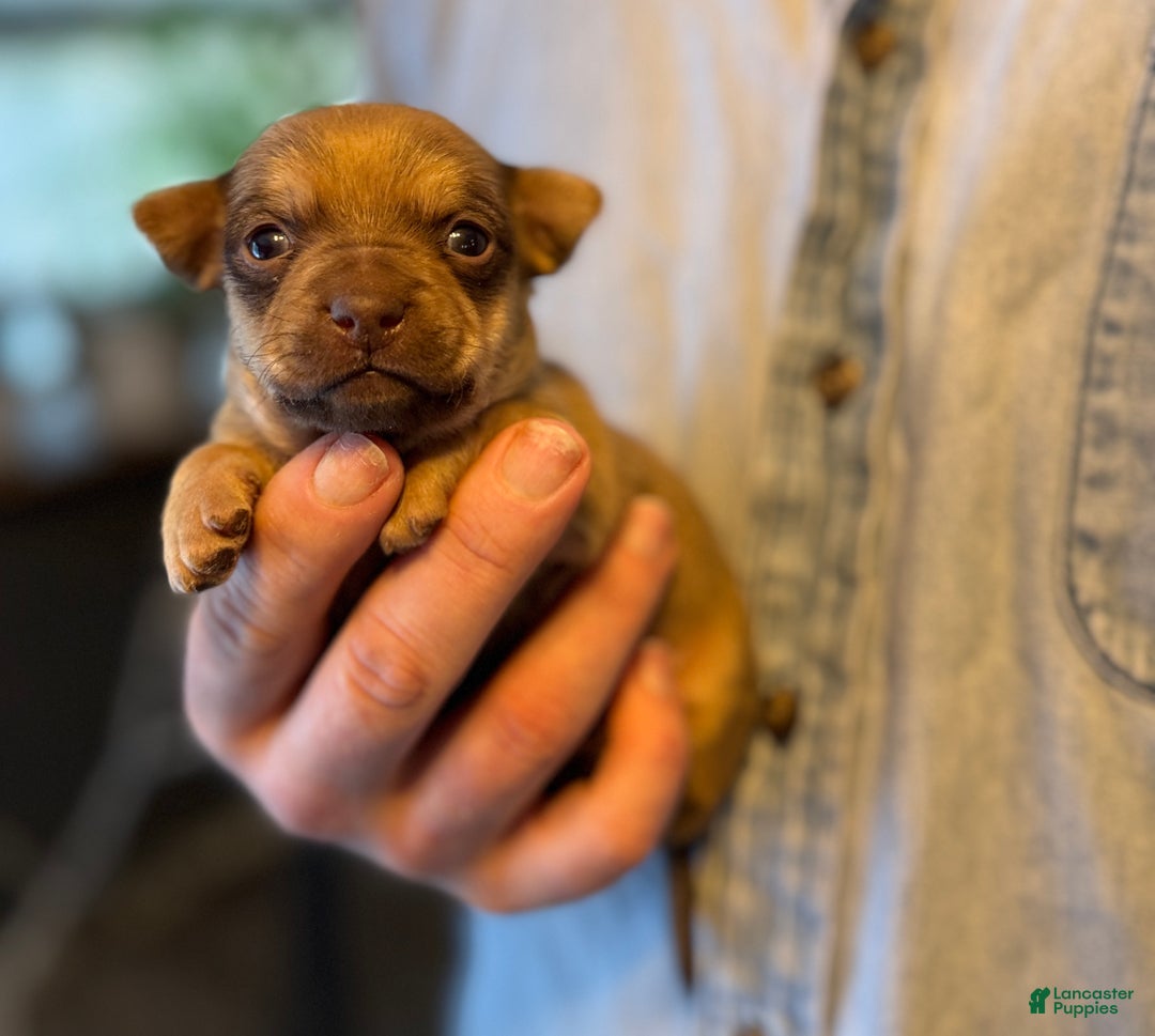 Chihuahua dogs for sale: Brandy  - Ad 5