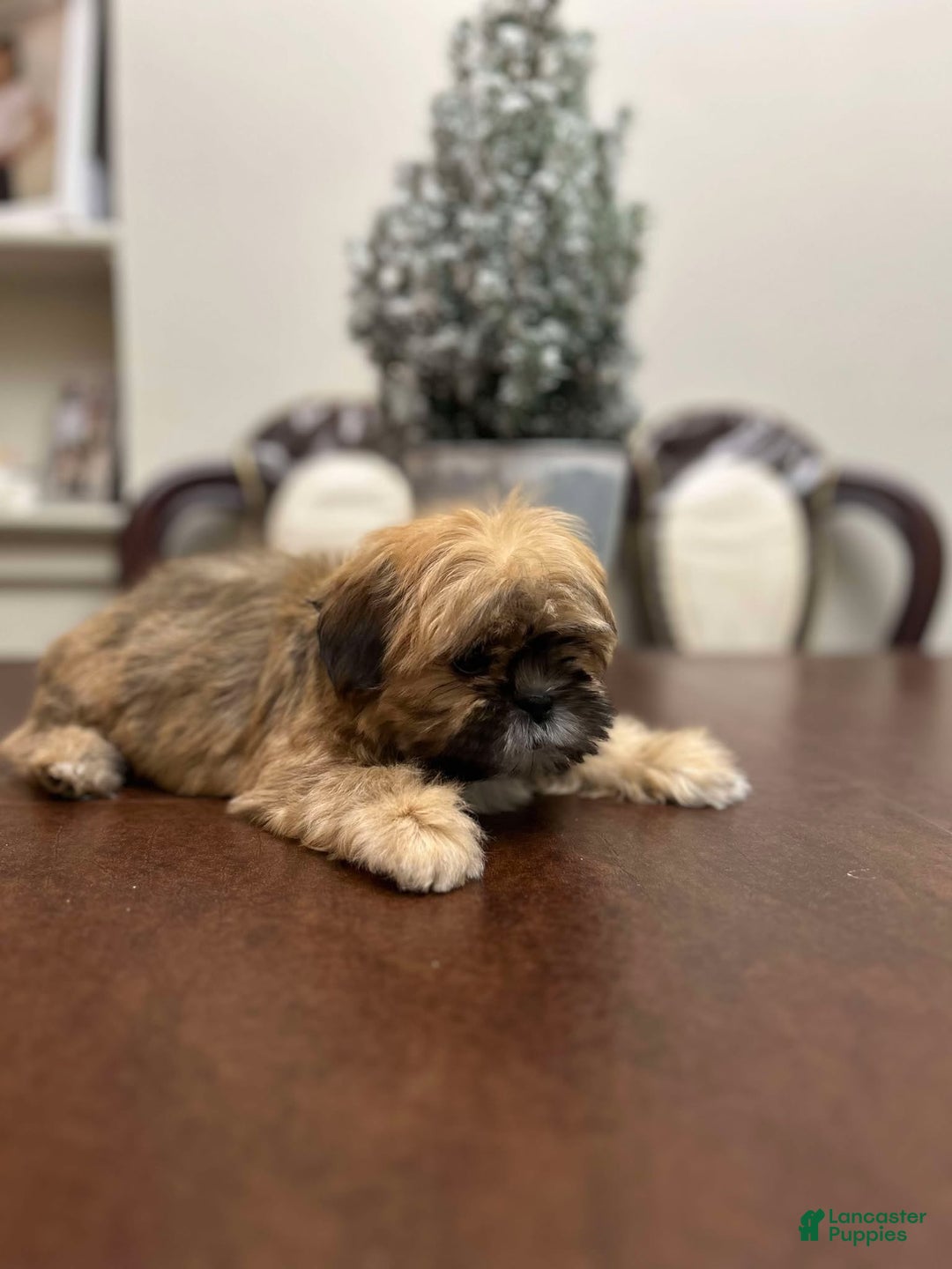 Shih Tzu dogs for sale: September - Ad 4