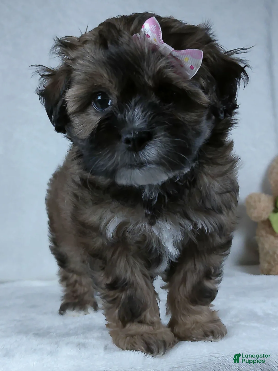 Shihpoo dogs for sale: Carmel - Ad 2